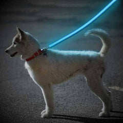 Lighted Dog Leash